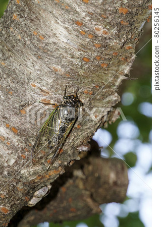 櫻桃樹櫻桃樹 櫻桃樹櫻桃樹 80256145