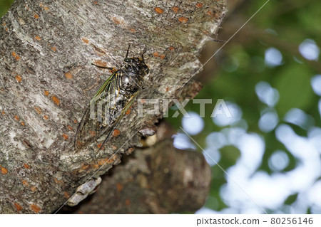 櫻桃樹上的熊澤米 櫻桃樹上的熊澤米 80256146