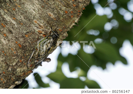 櫻桃樹櫻桃樹 櫻桃樹櫻桃樹 80256147