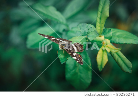 Map butterfly or Araschnia levana sits on a green leaf on a blurred background. A beautiful butterfly with mottled brown orange wings. Close up macro. Side view. 80256271