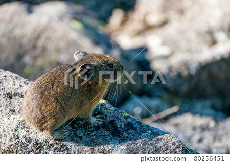 孩子的蝦夷兔在岩石上曬太陽 80256451