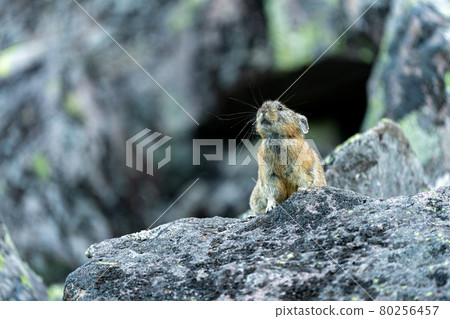 Ezonaki rabbit meditating on a rocky place Ezonaki rabbit meditating on a rocky place 80256457
