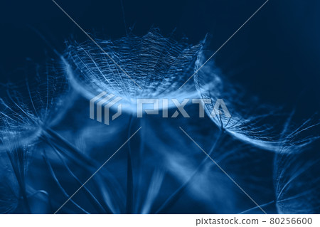 Classic Blue background. Color of the year 2020. Salsify seeds close up 80256600