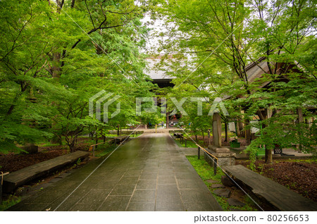 新成寺院內的新綠 80256653