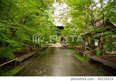 新成寺院內的新綠 80256654