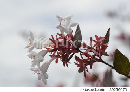 The hedge of the river park had white flowers 80256673