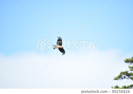 一隻黑風箏在藍天高飛 80256826