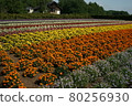 以薰衣草聞名的北海道中富良野的“富田農場” 80256930