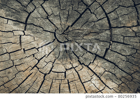 Wood texture or wood background. Old brown wood cut texture. Grunge dark background closeup. Detailed texture of a cracked section of a tree Wood texture or wood background. Old brown wood cut texture. Grunge dark background closeup. Detailed texture of a cracked section of a tree 80256935