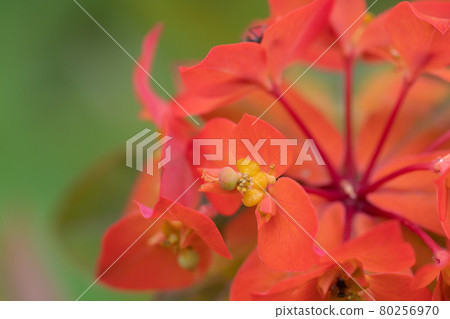 紅色大戟花 80256970