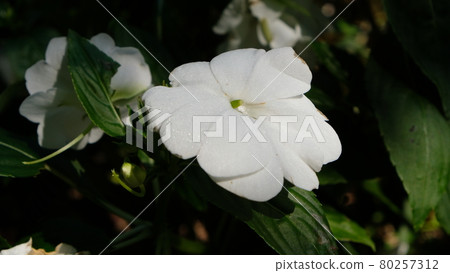 新幾內亞鳳仙花 新幾內亞鳳仙花 80257312