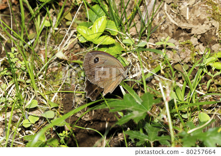 Janome蝴蝶 80257664