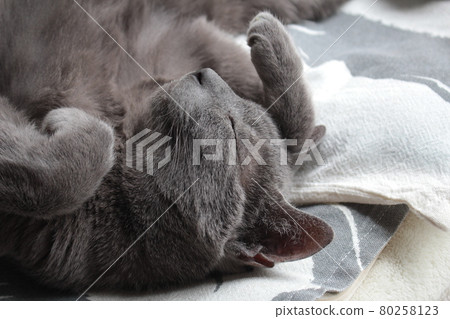 Cute and beautiful legs of cats, cat boom, CAT, sleeping appearance, cats sleeping with peace of mind 80258123