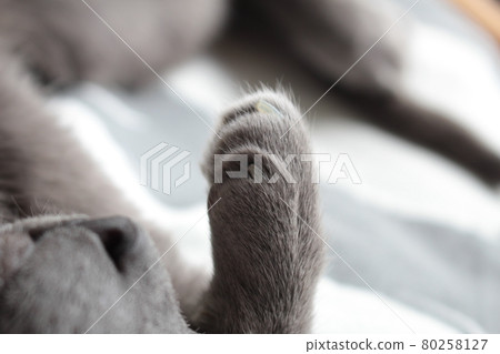 Cute and beautiful legs of cats, cat boom, CAT, sleeping appearance, cats sleeping with peace of mind 80258127