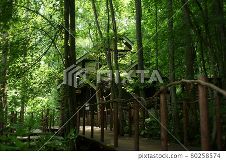 Coffee forest clock gentle time Coffee forest clock gentle time 80258574