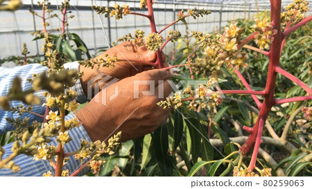 [Special product] Tropical fruit and mango production 80259063