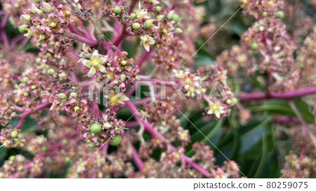 【特產】熱帶水果、芒果花 80259075
