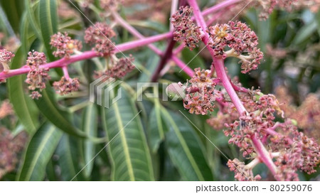 【特產】熱帶水果、芒果花 【特產】熱帶水果、芒果花 80259076