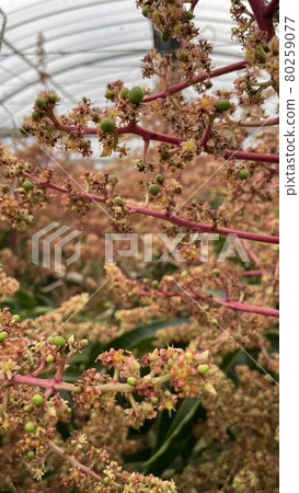 【特產】熱帶水果、芒果花 【特產】熱帶水果、芒果花 80259077