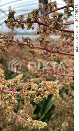 【特產】熱帶水果、芒果花 【特產】熱帶水果、芒果花 80259078