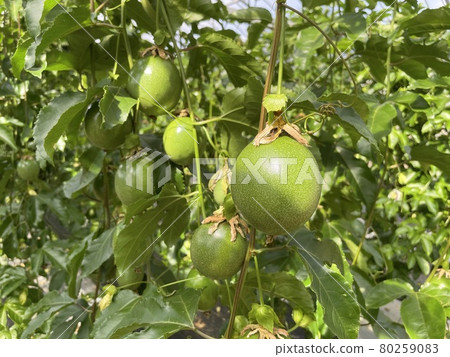 [Special product] Tropical fruit, green passion fruit before harvest 80259083
