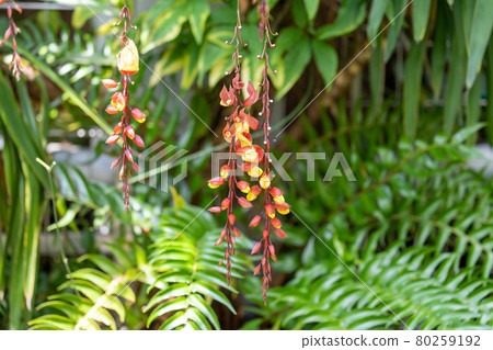我的 Solya Hazukazura Acanthaceae,屬 Thumbergia 我的 Solya Hazukazura Acanthaceae,屬 Thumbergia 80259192