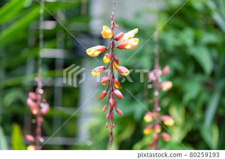 我的 Solya Hazukazura Acanthaceae，屬 Thumbergia 80259193