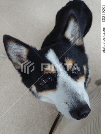 Vertical shooting, a black corgi dog looking up at the owner with a serious look to get a snack 80259202