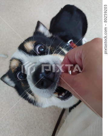 Vertical shooting, a black corgi dog with the momentum to eat up to the owner's hand with a snack Vertical shooting, a black corgi dog with the momentum to eat up to the owner's hand with a snack 80259203