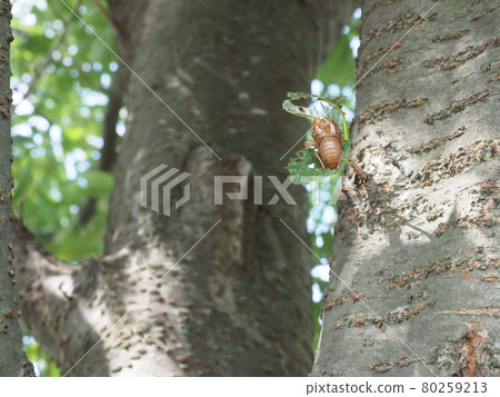 昆蟲的殼 80259213