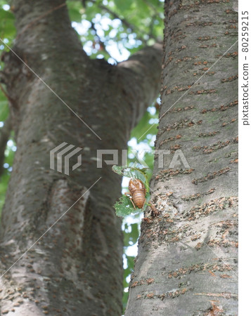 Insect's shell 80259215