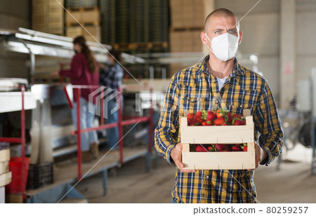 Farmer in protective mask carrying crate with strawberries at farm warehouse Farmer in protective mask carrying crate with strawberries at farm warehouse 80259257