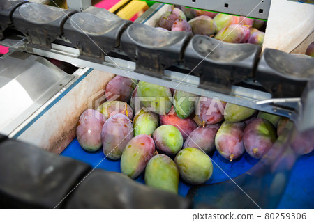 Fresh tropical fruit mango in crates after packaging in warehouse Fresh tropical fruit mango in crates after packaging in warehouse 80259306