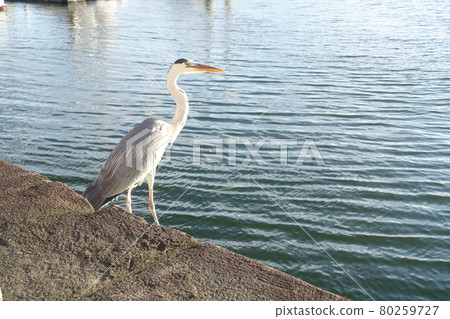 Ao-sashi nestling at the water's edge 80259727