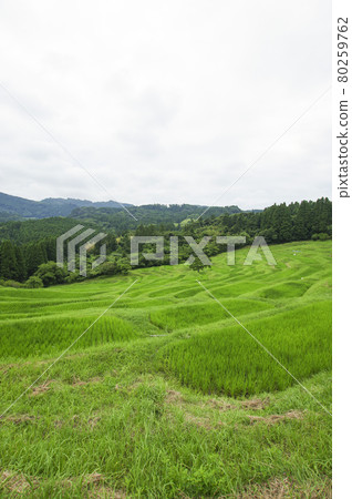 水稻種植後的稻田已經結束 水稻種植後的稻田已經結束 80259762