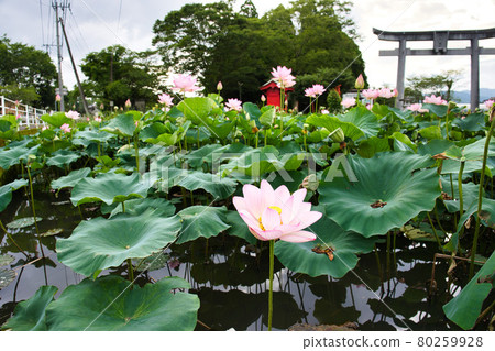 Lotus R3 early summer Yamanokuchi-cho 80259928