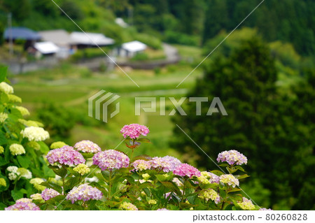 Hydrangea flower and Yone village Hydrangea flower and Yone village 80260828