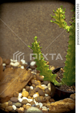 cactus, flower, parsley 80261450