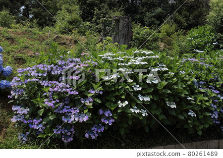 Manganji / Hydrangea 80261489