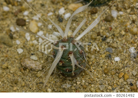 Opuntia articulata is on the sand. 80261492