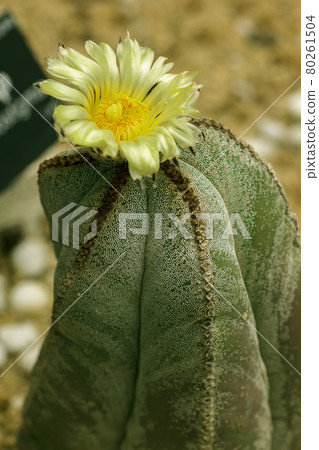 Astrophytum myriostigma in nature 80261504