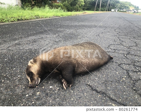 badger badger 80261774