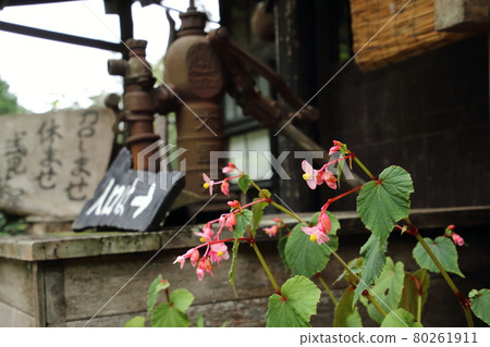 Akiumi 棠 of Agano Asami Chaya 80261911