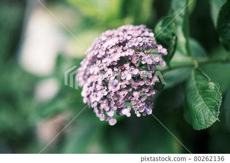 hydrangea   80262136