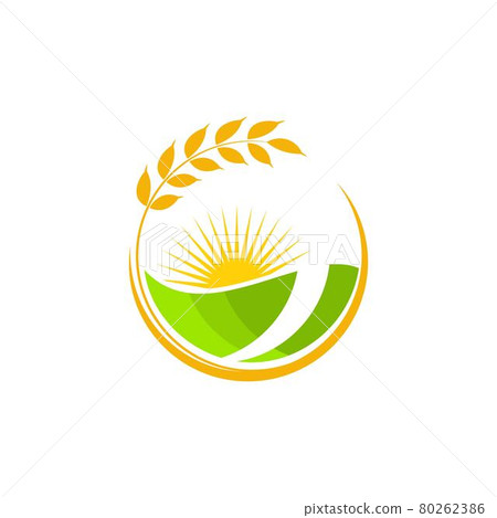 Agriculture wheat rice vector icon design Agriculture wheat rice vector icon design 80262386