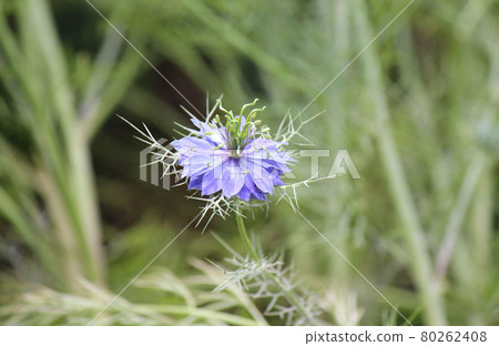 Nigella, an annual plant of the family Ranunculaceae that blooms in early summer Nigella, an annual plant of the family Ranunculaceae that blooms in early summer 80262408