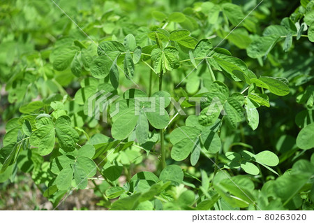Heat-resistant sicklepod (Ebisu grass) 80263020