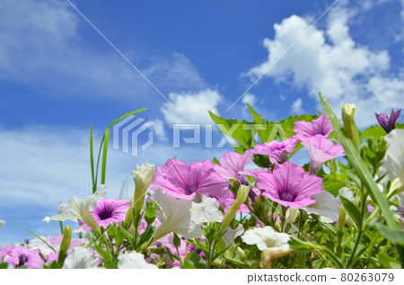 與喇叭花開花的夏天風景 80263079