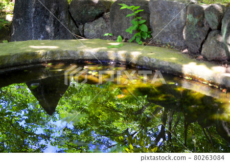 Summer trees reflected on the surface of the water Summer trees reflected on the surface of the water 80263084