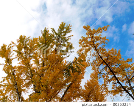 Yellow leaves of Ginkgo biloba at Satsukiyama Zoo Yellow leaves of Ginkgo biloba at Satsukiyama Zoo 80263234